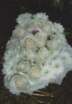 /album/bouquets/f56-jpg/